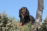 CAVALIER KING CHARLES 011